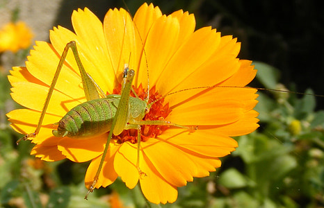 Caelifera, detail, květ, kobylka, orthopteraa, žlutá, hmyz