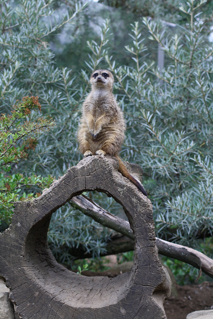 Meerkat, animal, guarda, curioso, jardim zoológico