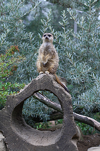 Meerkat, animal, garde, curieux, Zoo