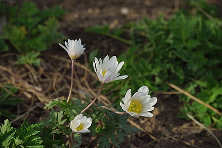 amapola bosque translúcido, flor, floración, Blanco, flor, Meconopsis cambrica, Cámbrica amapola translúcida