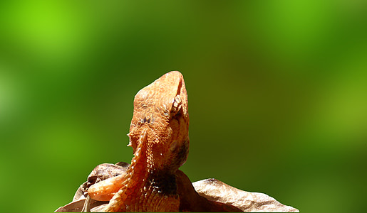 Lagarto, reptil, come insectos, animal, Asia, naturaleza, Close-up