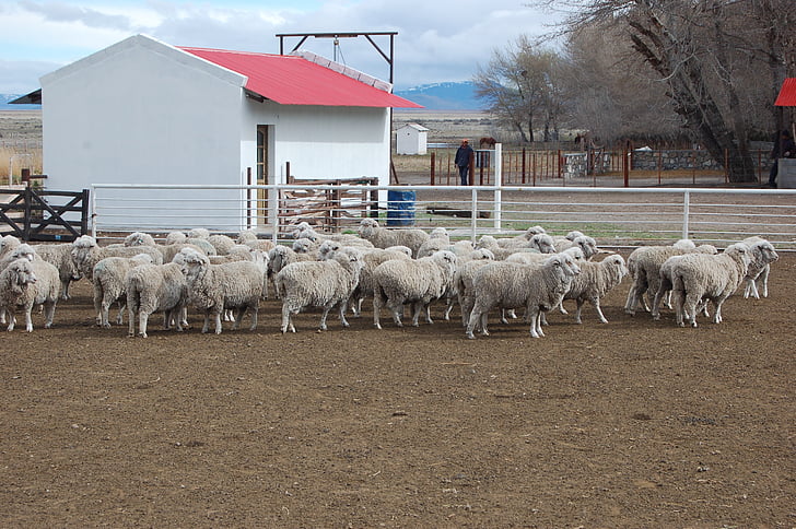 овець, поле, Патагонія, регіоні Chubut, вовна