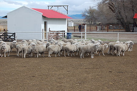 fåren, fältet, Patagonia, Chubut, ull
