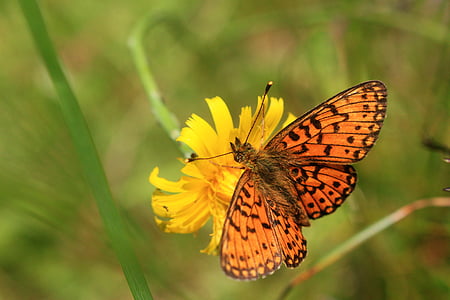 metulj, narave, travnik, insektov, krila, pomlad, živali
