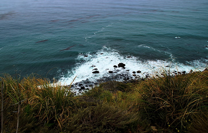 Foto, Grün, Grass, in der Nähe, Ozean, Natur, Küste