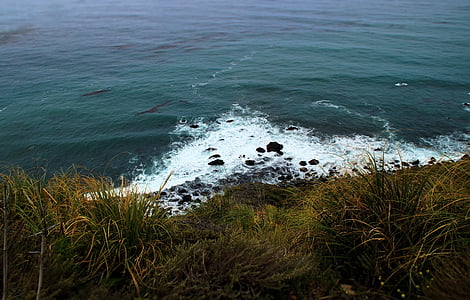 Foto, Zelená, tráva, v blízkosti zariadenia:, Ocean, Príroda, pobrežie