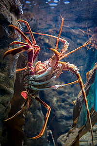 lagosta, aquário, crustáceo, debaixo d'água