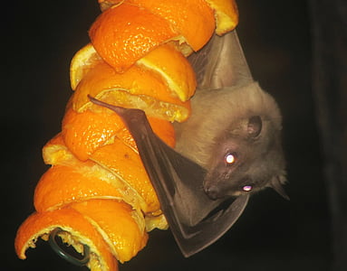 Египетский fruitbat, Летучая мышь, fruitbat, млекопитающее, повешение, фрукты, апельсины
