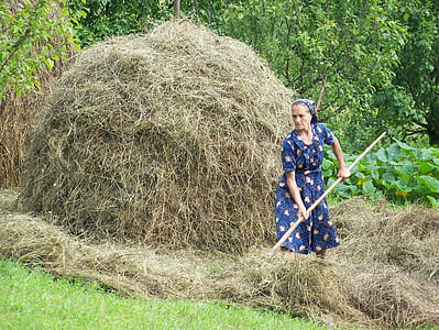 Romênia, garfo, mulher, feno, agricultura, agricultor, cena rural