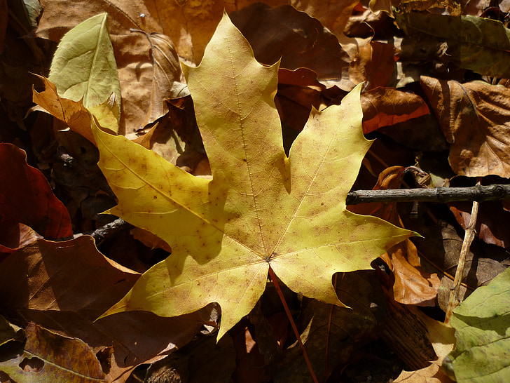 follaje, días de fiesta, amarillo, otoño, naturaleza, Avar, bosque