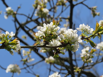 cseresznye, Blossom, Bloom, cseresznyevirág, tavaszi, természet, fehér