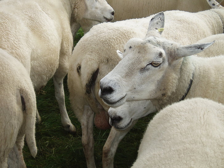 羊, 群れ, 動物, 羊の群れ, ウール, 牧草地, 自然