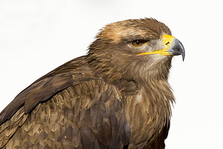 steenarend, eagle, bird, zoo, beak, bird of Prey, animal