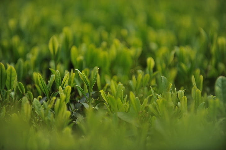 arbatos sode, arbata, Žalioji arbata, Gamta, augimo, augalų, žalios spalvos