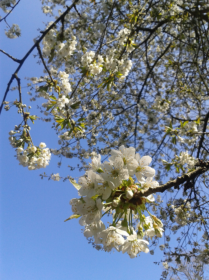cirerer, l'estiu, flors blanques, cirera, flor, planta, branca