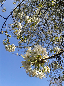 Trešnjin cvijet, ljeto, bijelo cvijeće, trešnja, cvatu, biljka, grana