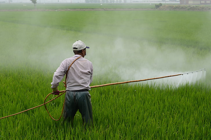 herbicidas, Avinjonas, ryžių lauke, Avignon pavardė, ŽIV, pesticidų, vyrai