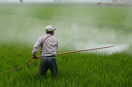 herbicide, Avignon, in rijst veld, Avignon een achternaam, HIV, bestrijdingsmiddelen, mannen