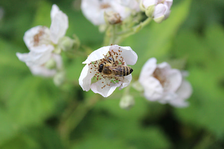 abella, mel, insecte, flor, flor, recollir, natura