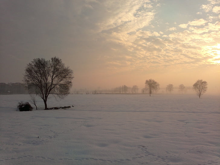 drvo, Zima, sama, priroda, snijeg, zalazak sunca