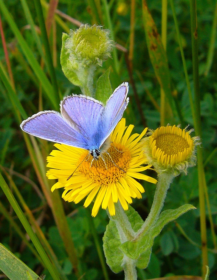 Argus bleu, papillon, Polyommatus icarus, nature, fleur jaune, fleur sauvage, insecte
