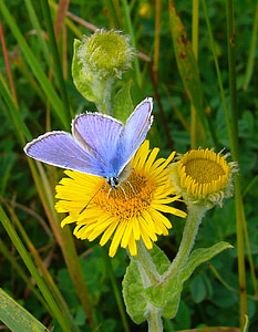 일반적인 블루, 나비, polyommatus이 카 루스, 자연, 노란색 꽃, 야생 꽃, 곤충