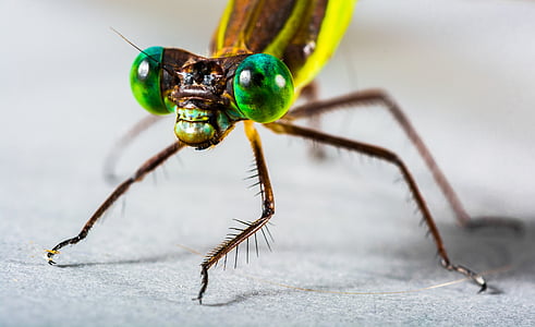 Dragonfly, insect, sluiten, oog, groen, samengestelde, benen