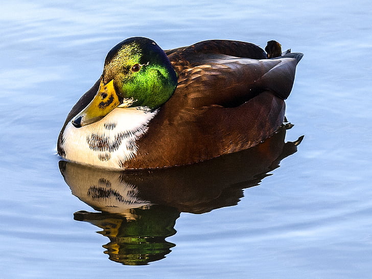 патица, зеленоглава патица, птица, вода птица, природата, животните, дива природа