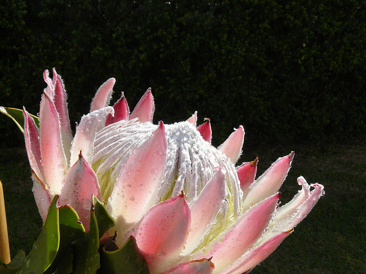 Protea, flores, flor, sugarbushes, suikerbos, -de-rosa, Branco