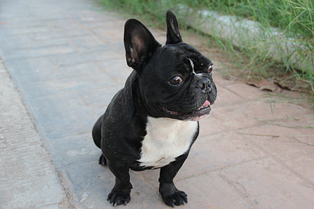 Filippo, buldog, francúzština, pes, ponuka, šteňa, milý