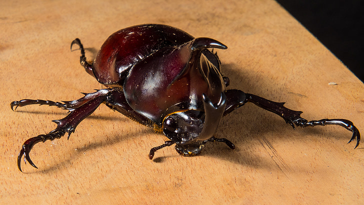 tropiska skalbaggar, Rhinoceros beetle, riesenkaefer