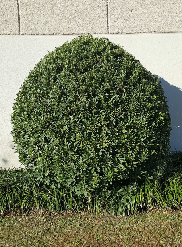 tree, shrub, leaves, green, landscaping, topiary, round