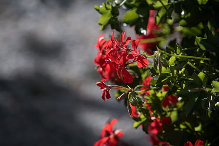 geranija, Pelargoniums, Pelargonium, Geraniaceae, Crveni, Crveni cvijet, crveno cvijeće