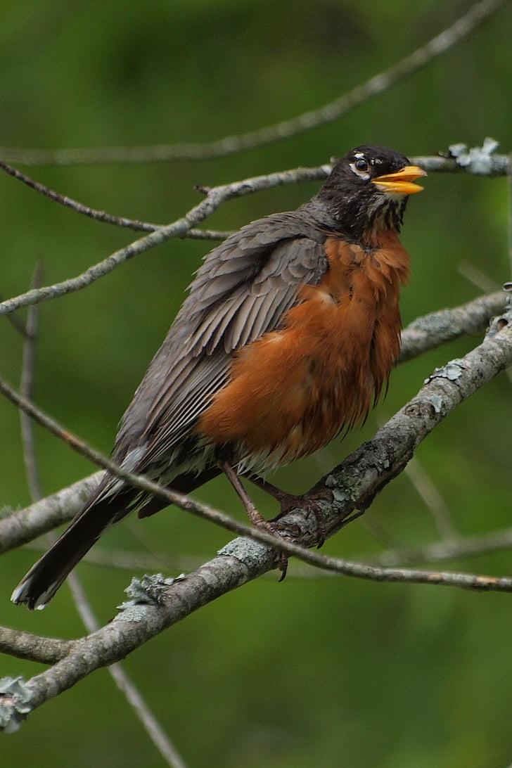 Robin, chim, con chim, Bắc, Mỹ, Tennessee, mùa xuân