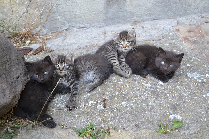 kittens, luiers, schattig, dakloze