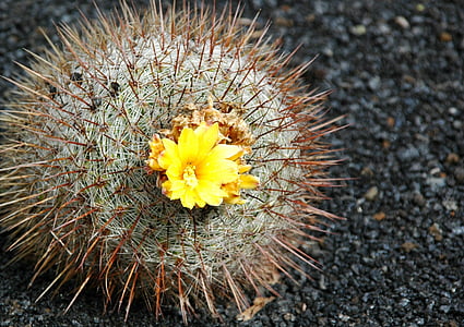 cactus, blossom, bloom, cactus flowers, yellow, cactus flower, thorns