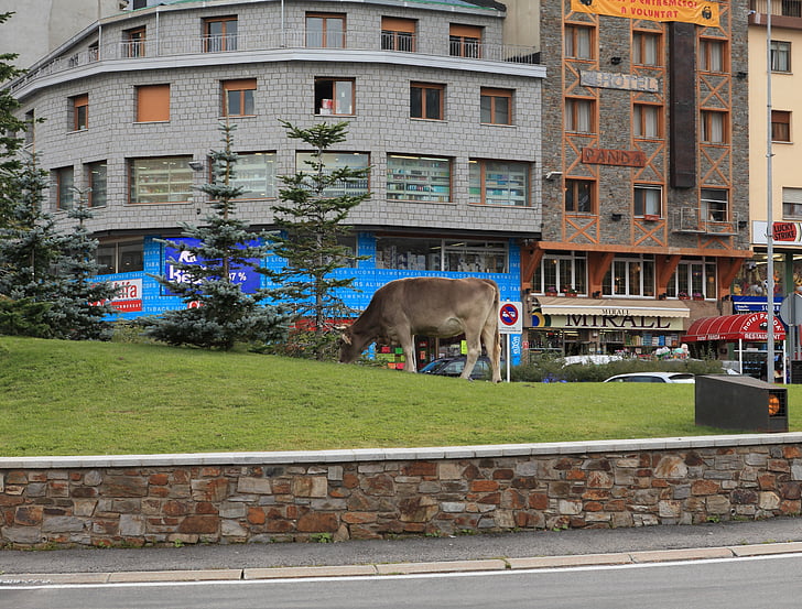 kráva, město, skot, zvíře