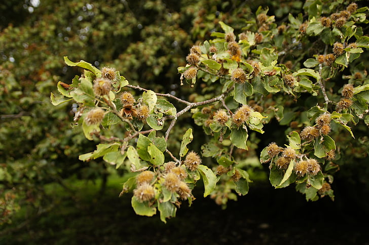 Beech nuts, buk, větev, Příroda, strom, list