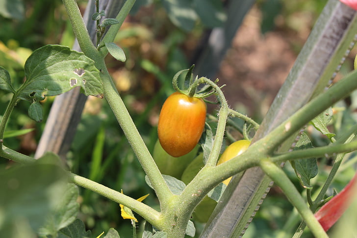 tomato, fruit