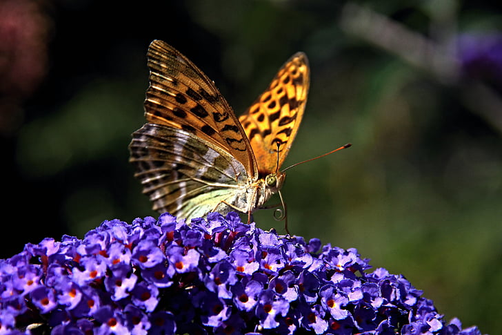 Летом Сирень, бабочка, публичный реестр, Природа, Лето, коричневый, Цветы