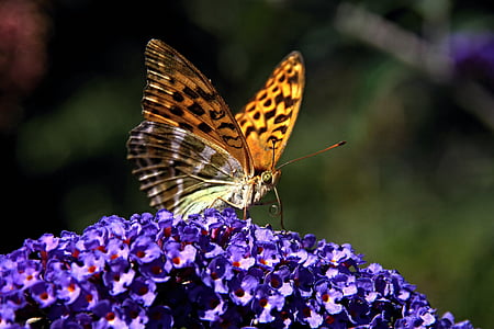 lilás de verão, borboleta, registro público, natureza, Verão, marrom, flores
