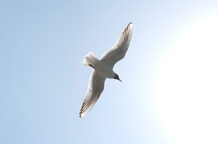 seagull, sky, kunming, fly, bird, flying, nature