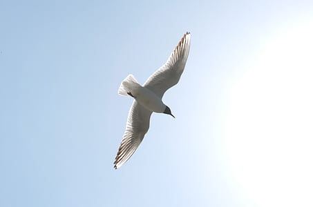Seagull, cielo, Kunming, volar, pájaro, vuelo, naturaleza