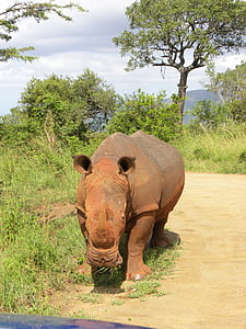 코뿔소, 사파리, 남아프리카 공화국, 야생 동물