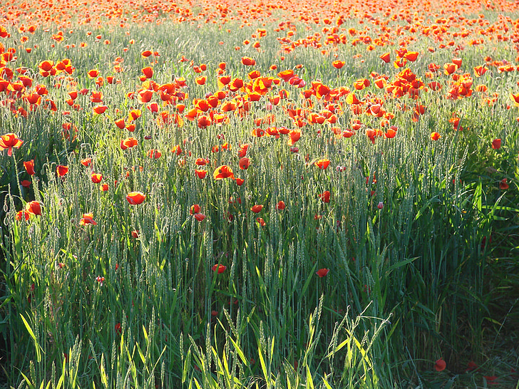 nature, field of poppies, poppies, field, landscape, summer