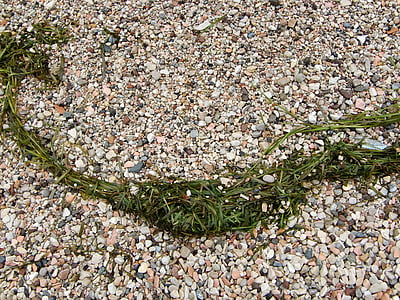 pebble, beach, stones, tang, sea grass