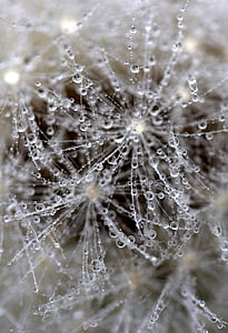 dandelion, drops, wet, macro, plant, water, close-up