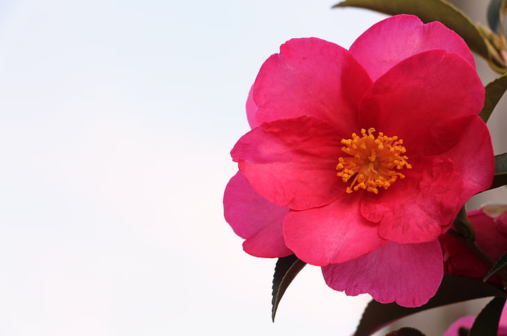 Rosa, våren, blomma, naturen, Anläggningen, rosa blomma, kronblad