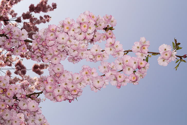 Japonês, flor de cerejeira, árvores de cereja japonesas, cerejeira ornamental, árvore, -de-rosa, colorido