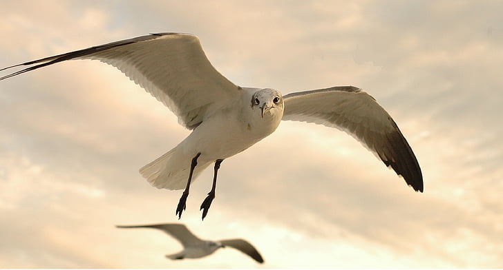 seagulls, flying, wildlife, nature, birds, seabirds, wings